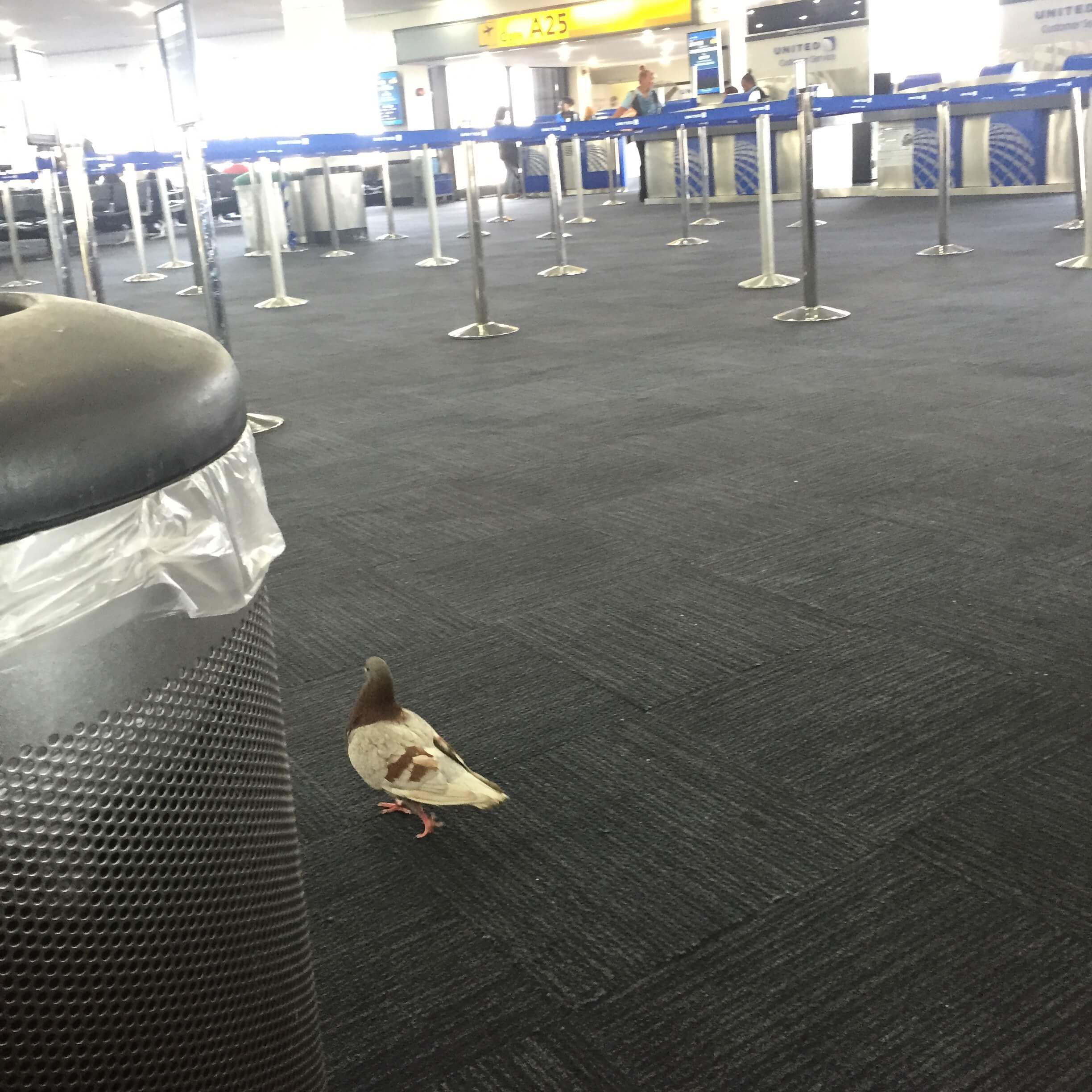 A pigeon in Newark Airport (EWR)