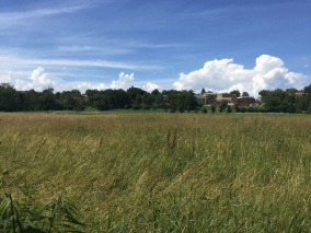 A wide open field of grass